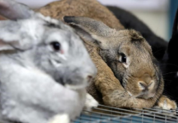 MI CONEJO HA SIDO HOSPITALIZADO Y AHORA ES RECHAZADO, ¿QUÉ PUEDO HACER?