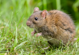 ¿LAS PEQUEÑAS MASCOTAS ATRAEN A LAS RATAS SALVAJES?