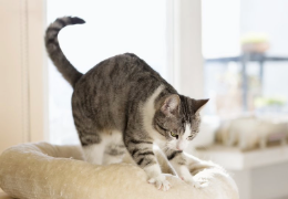 ¿POR QUÉ MI GATO AMASA?
