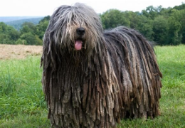 EL PERRO PASTOR BERGAMASCO