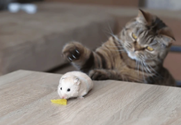 ¿PUEDO TENER UN GATO Y UN HÁMSTER VIVIENDO JUNTOS?