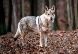 EL PERRO LOBO DE SAARLOOS