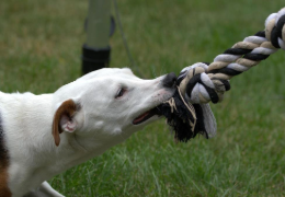 LAS 15 RAZAS CANINAS CON LA MORDIDA MÁS FUERTE