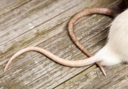 LA COLA ANILLADA EN LAS RATAS