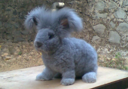 ¿PUEDO CORTAR EL PELO A MI CONEJO?