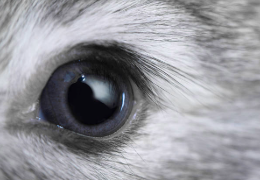 COLORES DE OJOS EN LOS CONEJOS