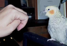 LA AGRESIVIDAD EN LAS AVES DOMÉSTICAS