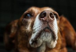 ADOPTAR UN PERRO ANCIANO: UN GESTO DE GENEROSIDAD