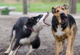 NO SHEEP, NO BORDER COLLIE