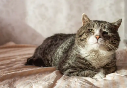 LOS CUIDADOS DEL GATO ANCIANO