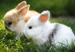 ¿CÓMO SEXAR A MI CONEJO?