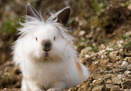 ¿POR QUÉ MI CONEJA SE ARRANCA EL PELO?