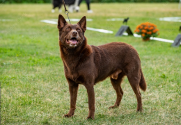 EL KELPIE AUSTRALIANO