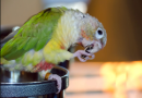 LA ENFERMEDAD DEL HÍGADO GRASO EN LAS AVES