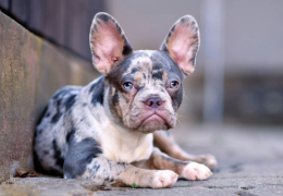 LOS COLORES EXÓTICOS EN LOS PERROS 