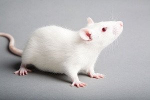 GENES LETALES ASOCIADOS AL COLOR EN LAS RATAS DOMÉSTICAS