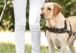 TIPOS DE PERROS DE AYUDA