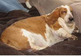 LA OBESIDAD EN LOS PERROS Y LOS GATOS