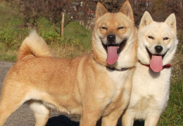 LOS PERROS PRIMITIVOS