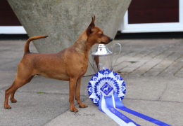 EL PINSCHER MINIATURA