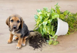 ¿QUÉ PLANTAS SON VENENOSAS PARA LAS MASCOTAS?