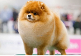 EL POMERANIA