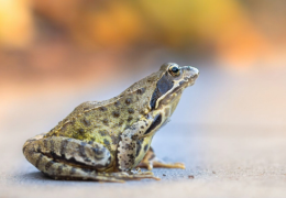 EL PELIGRO DE LAS RANAS PARA NUESTRAS MASCOTAS