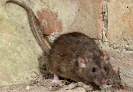 DIFERENCIAS ENTRE LA "RATA SALVAJE" Y LA "RATA DOMÉSTICA"