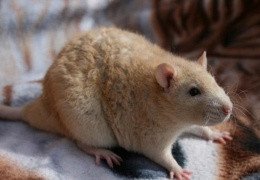 TIPOS DE PELAJES EN LAS RATAS DOMÉSTICAS