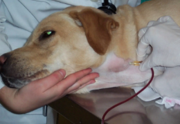 LA DONACIÓN DE SANGRE EN PERROS