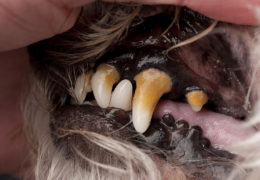 EL SARRO DENTAL EN LOS PERROS Y LOS GATOS