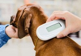 LA IDENTIFICACIÓN INDIVIDUAL EN LOS ANIMALES
