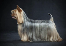 EL SILKY TERRIER