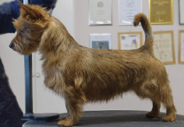 EL TERRIER AUSTRALIANO