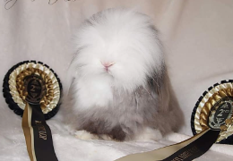 EL CONEJO TEDDY LOP